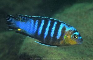 Metriaclima flavifemina 'Maleri Island'